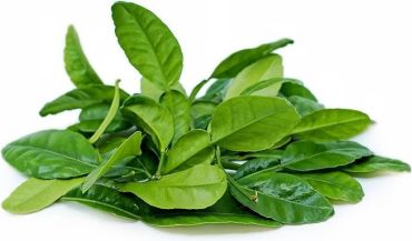 Lime Leaves Thailand Pack of 100g
